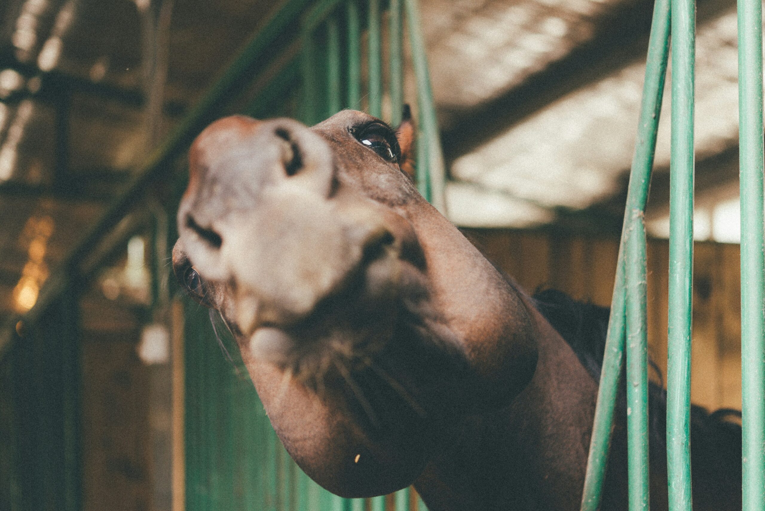 Close-up of a horse making a funny face in a stable, capturing a humorous moment in an animal-friendly environment.