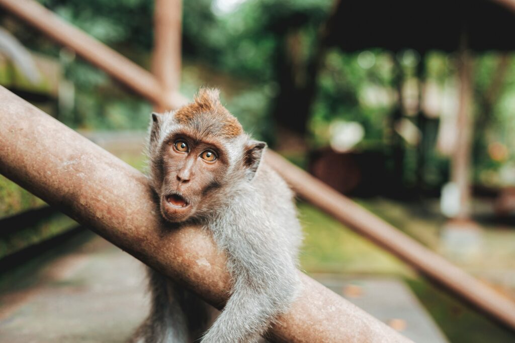 Surprised monkey with an expressive face, hanging on a branch in a natural setting, capturing a humorous and curious moment.