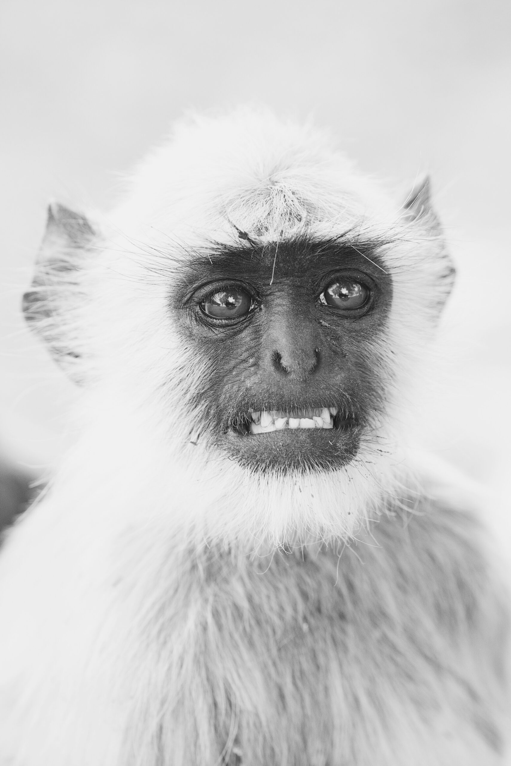 Black and white close-up of a monkey with expressive eyes, showcasing unique animal features and emotions